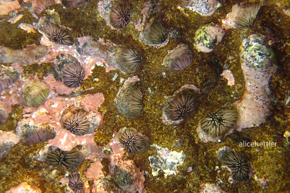 Steinseeigel (Paracentrotus lividus)